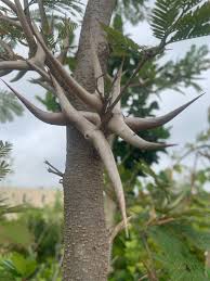 Image result for Acacia cornigera