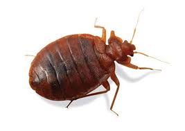 Here at indianapolis pest control, we take pride in protecting the residents of indianapolis from bed bugs. Bed Bug Solutions How To Get Rid Of Bed Bugs Rose Pest Solutions