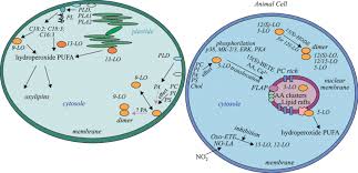 Animal cells depict various irregular shapes and sizes and are visible only under the microscope. The Proposed Scheme Of Relationship Of Lipid Components And The Enzyme Download Scientific Diagram
