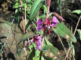 Elegant Clarkia Woodland Clarkia Mountain Garland Elegant Farewell To Spring Clarkia Unguiculata Where Understory Plants California Plants Showy Flowers