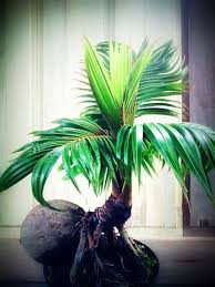 Untuk pecinta bonsai kelapa pemula, jangan khawatir! Bonsai Kelapa Pohon Bonsai Tanaman Bonsai