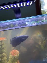 Betta Fish Jumping Out Of Cup, Into Tank - Youtube