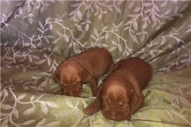 Should there not be any vizsla puppy listings shown, please complete the form accordingly to register your interest in buying an vizsla. Vizsla Puppies For Sale From Reputable Dog Breeders
