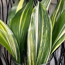Image result for Aspidistra
