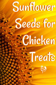 Growing your own seedlings from seed is dead easy. Feeding Chickens Sunflower Seeds As A Dietary Supplement