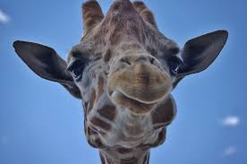 As well as dozens of kangaroos, camels and zebras. Animal Land Giraffe At The Adirondack Animal Land Em M Flickr