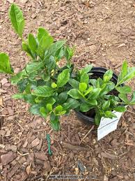 Maybe you would like to learn more about one of these? Ask A Question Forum Gardenia Veitchii Garden Org