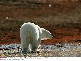 Canada Polar Bear Rear View Photoalto Libre De Droits Polar Bear Animals Bear