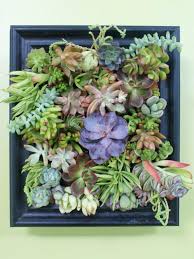 Succulents are then planted in holes punched in the plastic. How To Make A Succulent Garden Shadowbox Diy