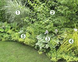 Originaire d'asie tropicale et des îles du pacifique. Massif Haut A Mi Ombre Et Au Frais Scenes De Jardins Jardin Massif Jardin D Ombre Jardins