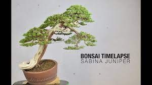 Bonsai Timelapse Sabina Juniper Youtube