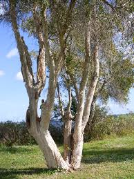 Image result for Melaleuca