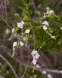 Image result for Duranta erecta