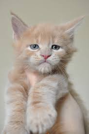 See a list of seven places to get free kittens, and learn about the hidden price tag. Maine Coon Kittens For Sale Near Me Petfinder