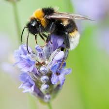 Bees that sleep inside globe mallows help the flowers, too. 100 Years Ago Feast Leaves Bees Lethargic And Sleepy Bees The Guardian