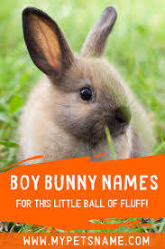 Black And White Bunny Names Boy Boy Bunny Names Bunny Names Cute Boy Names Cute Names