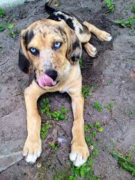 We did not find results for: Catahoula Leopard Bloodhound Mix Puppy My Little Isla Leopard Dog Catahoula Leopard Dog Mixed Breed Dogs