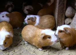 We did not find results for: Where And How To Eat Guinea Pig Or Cuy In Lima And Rural Peru