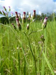 Image result for Vernonia cinerea