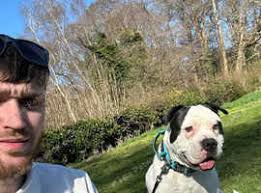 American Bulldogs Puppies and Dogs for sale in Liskeard