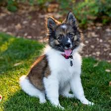 Check spelling or type a new query. Is The Exuberant Aussie Pom The Right Dog Breed For You K9 Web