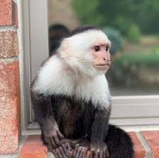 If you or your family have been looking for a capuchin monkey then this is the opportunity of getting one. Capuchin Monkeys For Sale Home Facebook