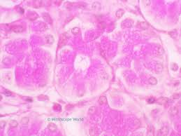 A student observes an animal cell under magnification 40x of the objective lens. Using Microscope Immersion Oil Microscope World Resources