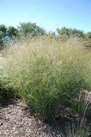 Image result for Panicum merkeri