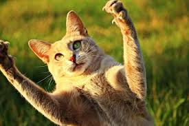 Nail clipping and nail care for cats. Nail Caps For Cats Why Use Them And How To Apply