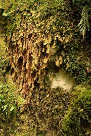 Image result for Hymenophyllum capillare