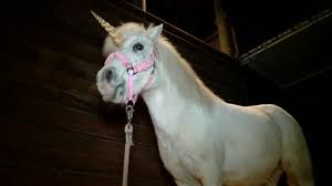 They often carry markings on their coats, perhaps a star on their flank or forehead, and this is said to enhance their power. Real Unicorn Remains Found Cnn