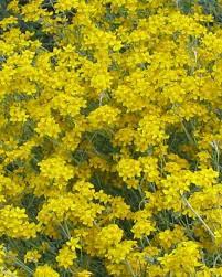 California native tree with yellow flowers. A Couple Of Hundred Pictures Of California Flowers In A May Native Plant Garden