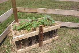 Creating A Gorgeous Straw Bale Garden With Only Straw Bales Pallets Straw Bale Gardening Pallets Garden Vegetable Garden Raised Beds