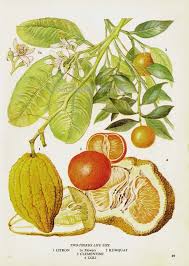 Citron Kumquat Clementine Ugli Citrus Fruit Flower Chart Food Botanical Lithograph Illustration For Your Vintage Kitchen 89