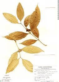 Image result for Tabernaemontana eglandulosa