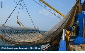 Ils protestent notamment contre la pêche électrique. Entre Le Parlement Europeen Et Le Lobby De La Peche Electrique Le Courant Passe Twi Terre Net