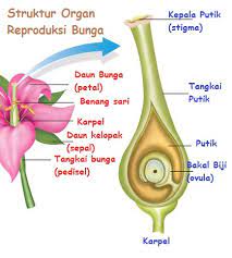 Struktur Dan Fungsi Ovarium Bunga Sridianti Com