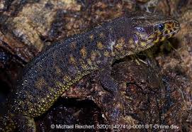 Image result for Cheirostylis lepida