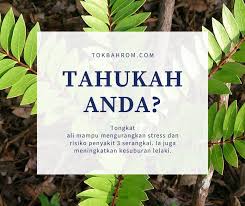 Setiap cambah mempunyai 3 helai daun, bunganya berwarna oren/kuning. Raja Herba Terbaik Untuk Lelaki Home Facebook