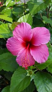 Hibiscus Flower Diy Hibiscusflowergarden Hibiscusflowercare Hibiscusgarden Growinghibiscus H Hibiscus Flowers Hibiscus Plant Beautiful Flowers Wallpapers