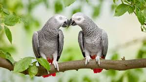 African grey for sale near me. Parrots Show Off Selfless Behavior The New York Times