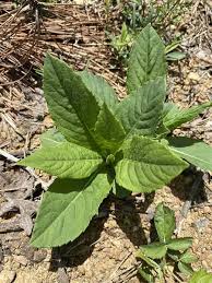 Image result for Monsonia glauca