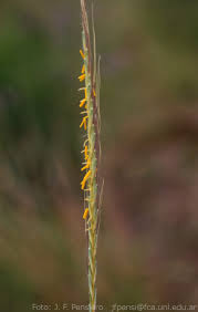 Image result for Trachypogon