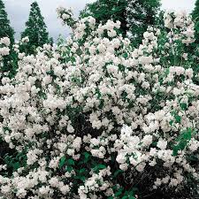 Mock orange (philadelphus spp.) will captivate you two ways: Mock Orange Gurney S Seed Nursery Co