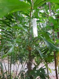 Image result for Aiphanes horrida