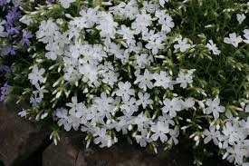 Garten flammenblume teppich phlox subulata zwergenteppich from garten bodendecker. Garten Teppich Flammenblume White Delight Kaufen Garten Von Ehren Qualitat Seit 1865 Garten Von Ehren