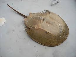 It's unlikely when a reader searches for horseshoe crab that they're looking for the extinct. Horseshoe Crab Horseshoe Crabs Are Marine Arthropods Of The Family Limulidae That Live Primarily In And Around Shallow Horseshoe Crab Animals Living Fossil