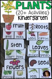 Plant Activities Writing Crafts Science Lessons And Centers For Kindergarten 20 Kindergarten Rocks Resources Plant Activities Plants Kindergarten Plant Lessons