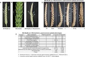 Restaurant kami menyediakan lebih 500 lauk dari semua thai , indian , malay dan western cuisine & tak lupa kami akn adakan juga sesi tazkirah for free. The Barley Mutant Multiflorus2 B Reveals Quantitative Genetic Variation For New Spikelet Architecture Biorxiv