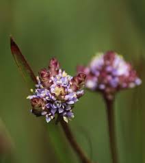 Image result for Pycnosphaera